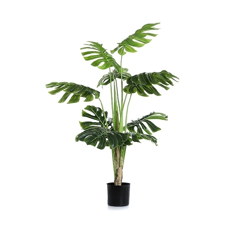 Cây trầu bà lá xẻ (Monstera)
