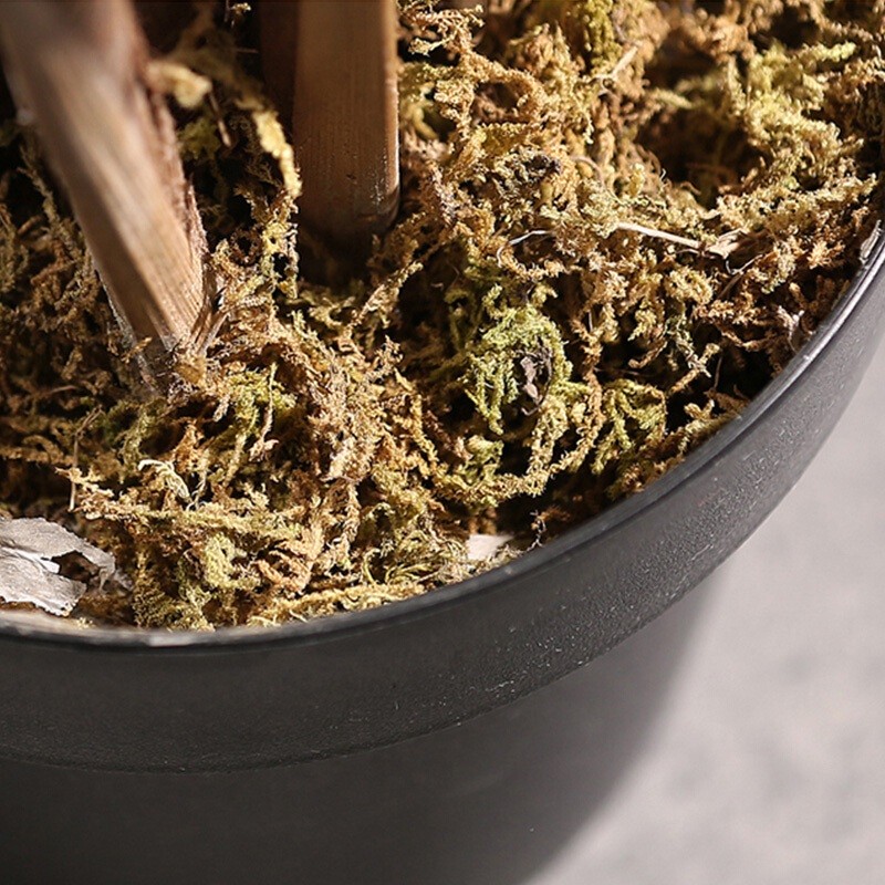 Cây Monstera Tropical trang trí phòng khách cao cấp