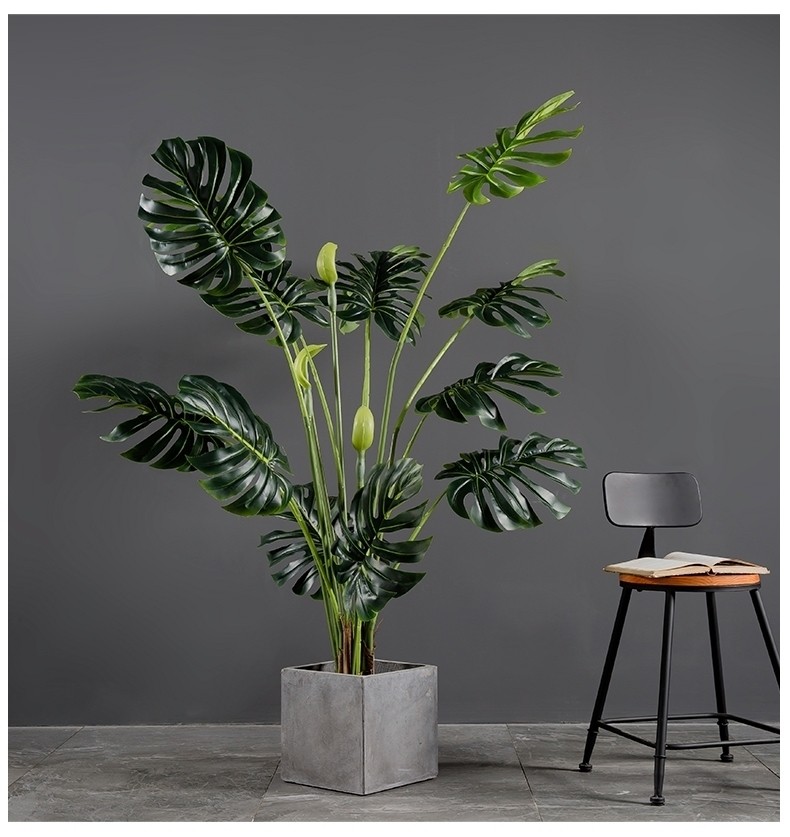 Cây Monstera Tropical trang trí phòng khách cao cấp