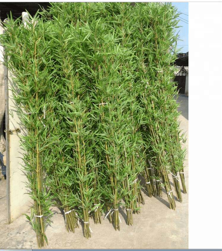 Cây trúc quân tử - tường cây giả trang trí