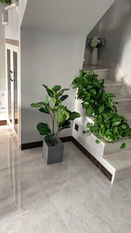 Cây bàng Singapore