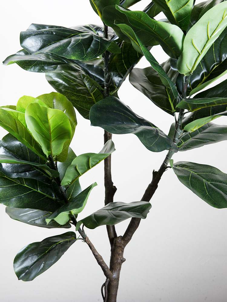 Cây bàng Singapore