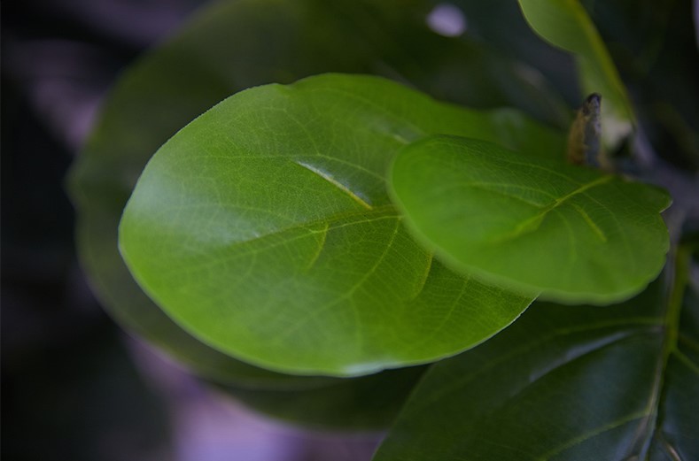 Cây bàng Singapore