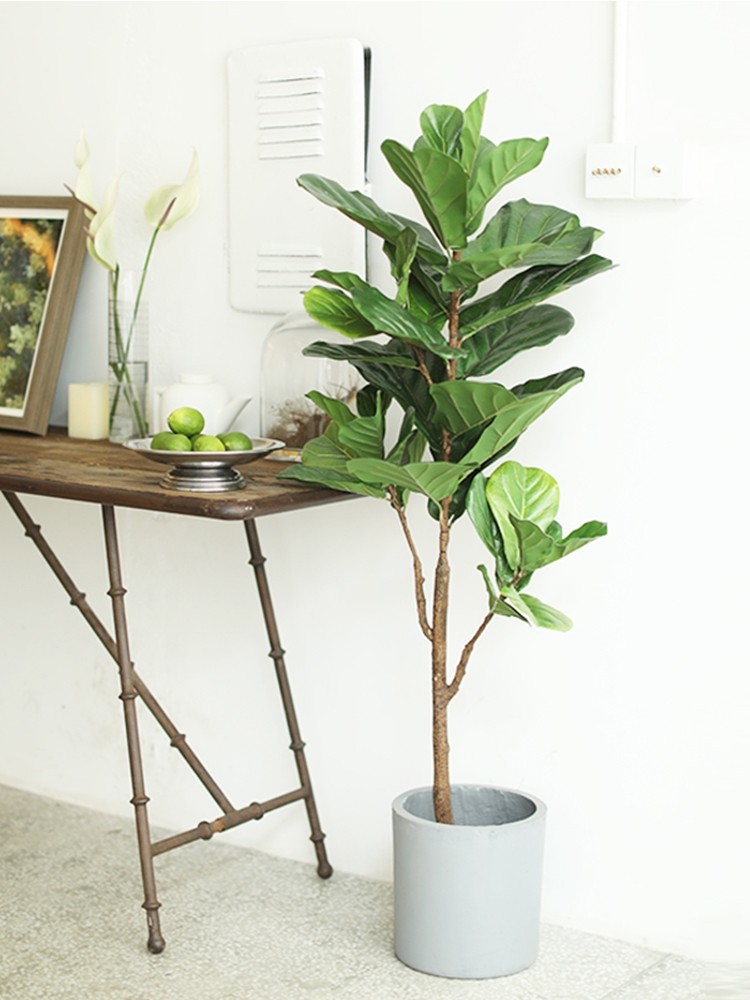 Cây bàng Singapore