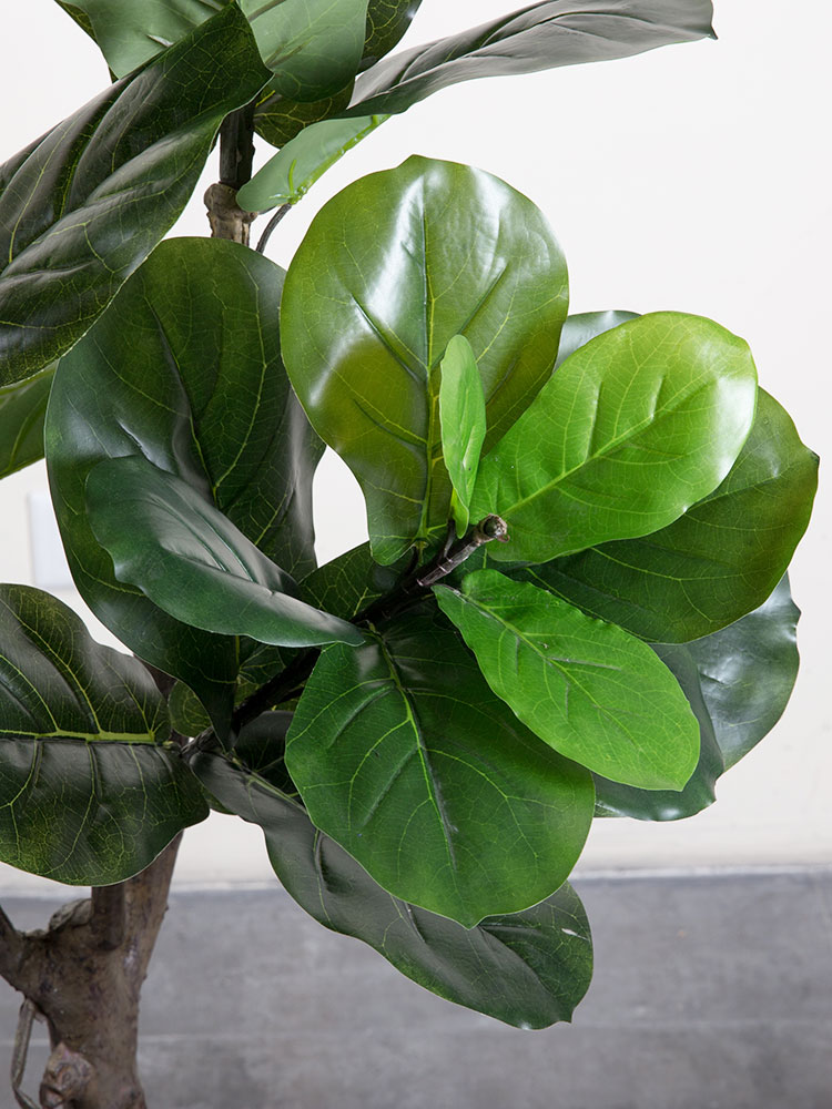 Cây bàng Singapore