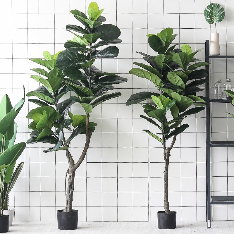 Cây bàng Singapore