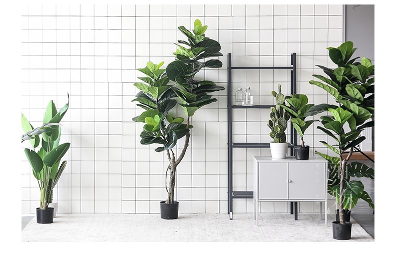 Cây bàng Singapore