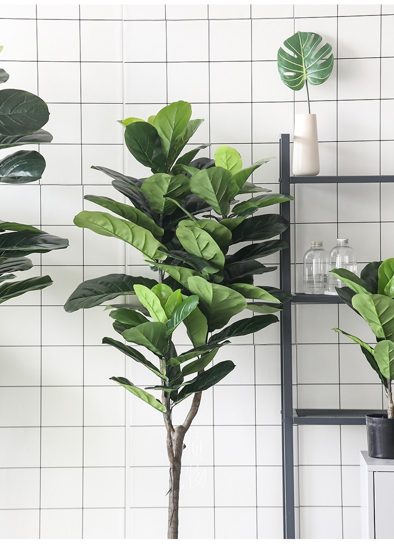 Cây bàng Singapore