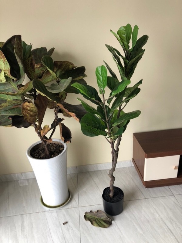 Cây bàng Singapore