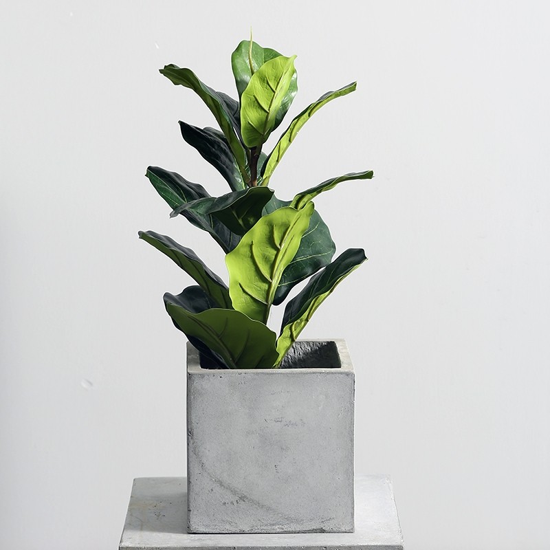 Cây bàng Singapore