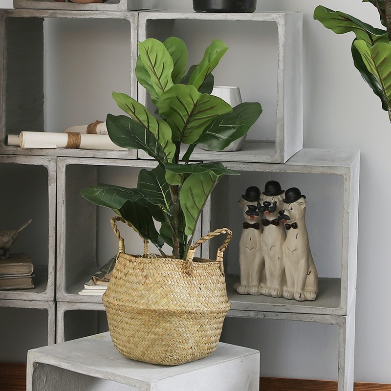 Cây bàng Singapore