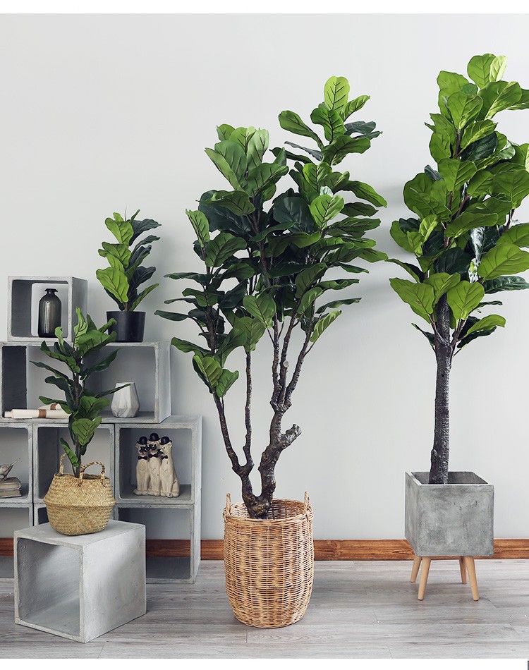 Cây bàng Singapore