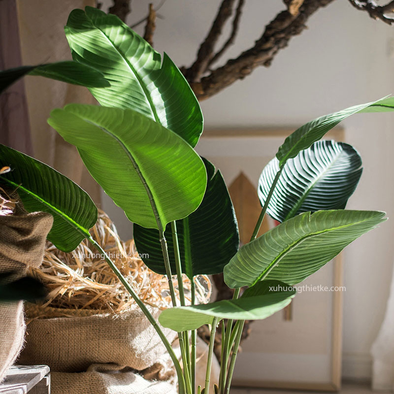 Cây chuối cảnh Singapore