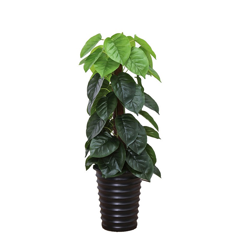 Cây trầu bà leo cột