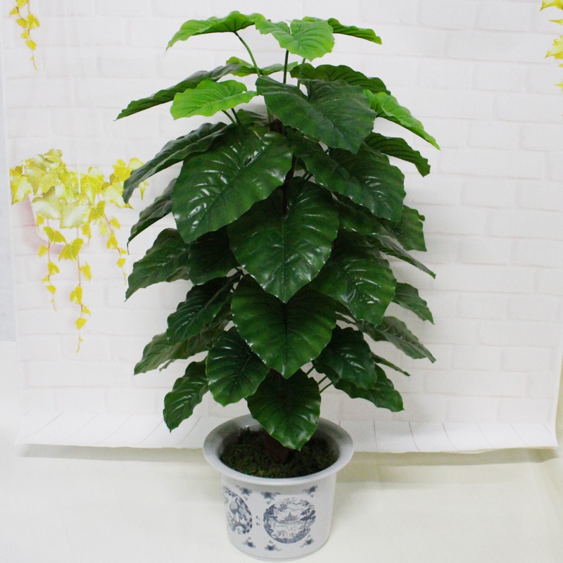 Cây trầu bà leo cột