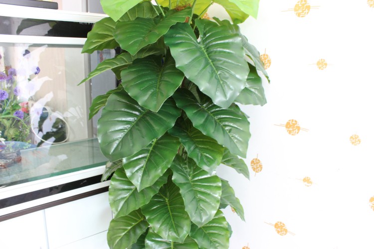 Cây trầu bà leo cột