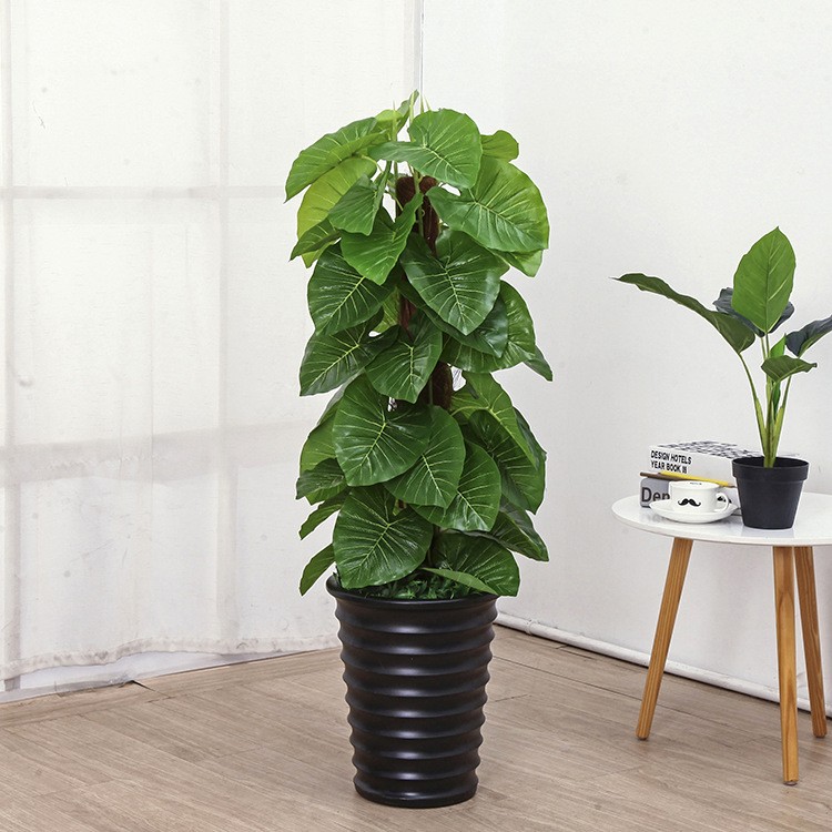 Cây trầu bà leo cột