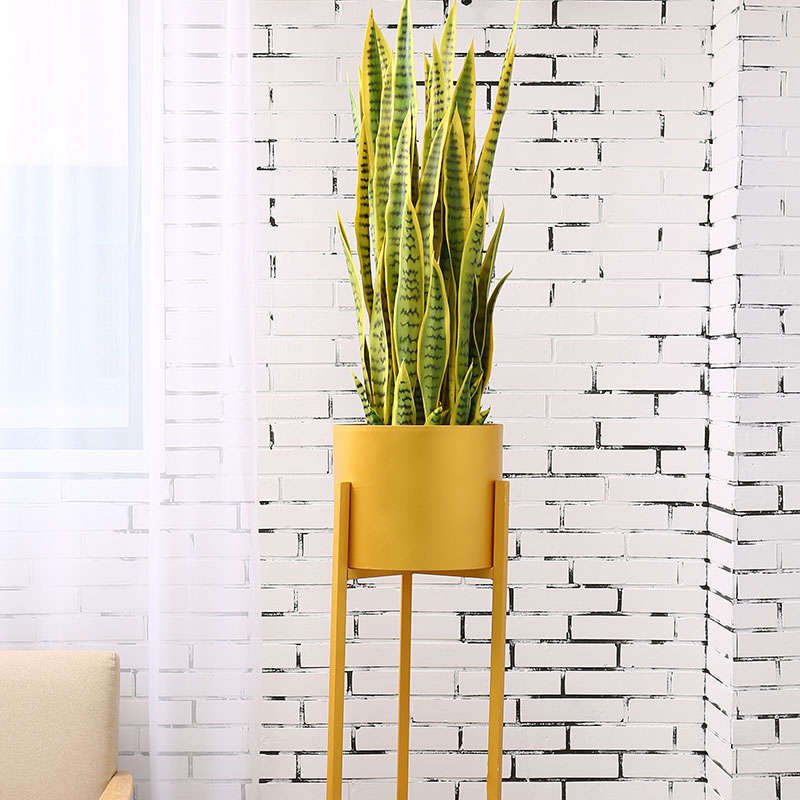 Cây lưỡi hổ giả