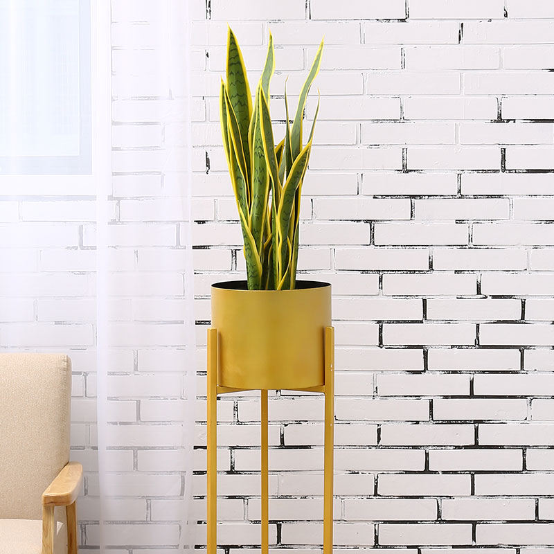 Cây lưỡi hổ giả