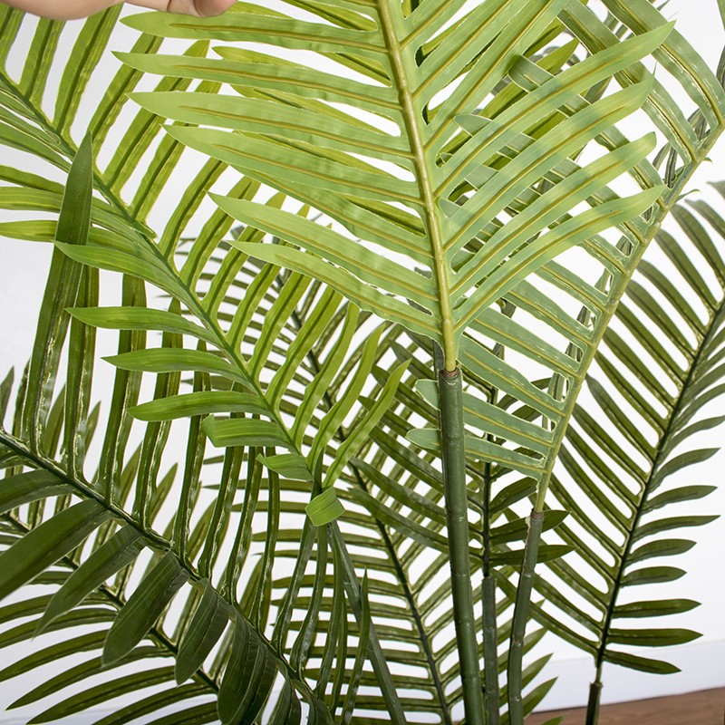 Cây dừa cảnh trang trí