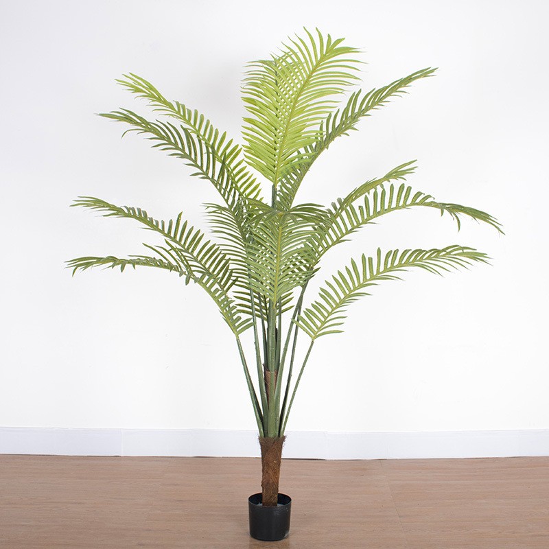 Cây dừa cảnh trang trí