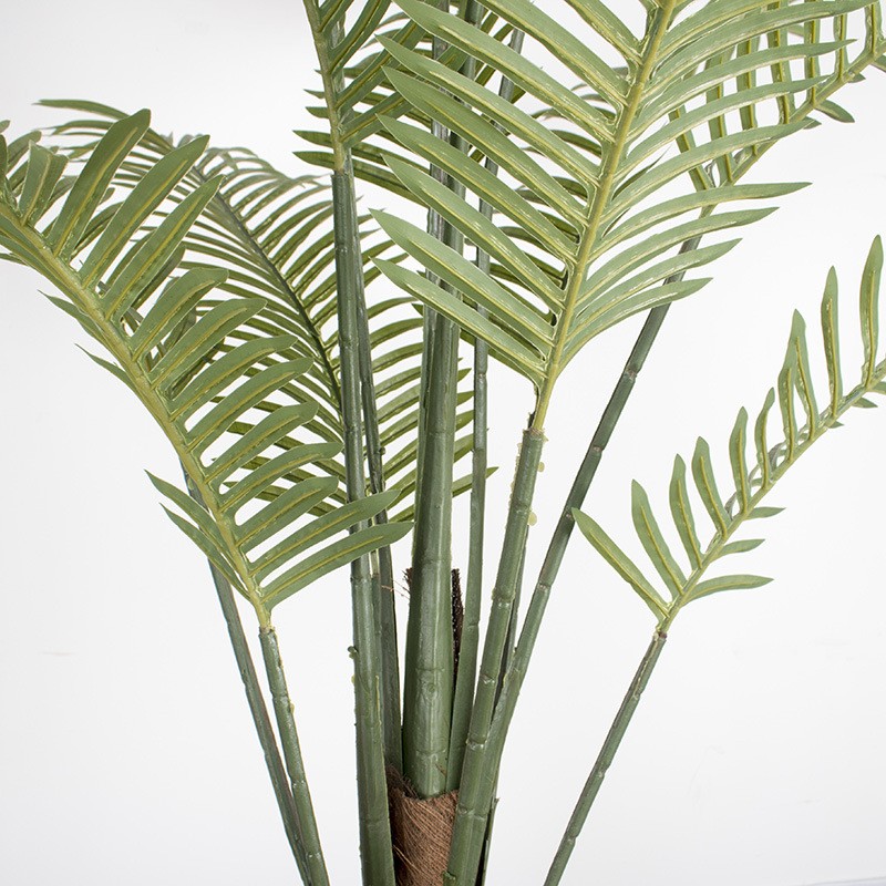 Cây dừa cảnh trang trí