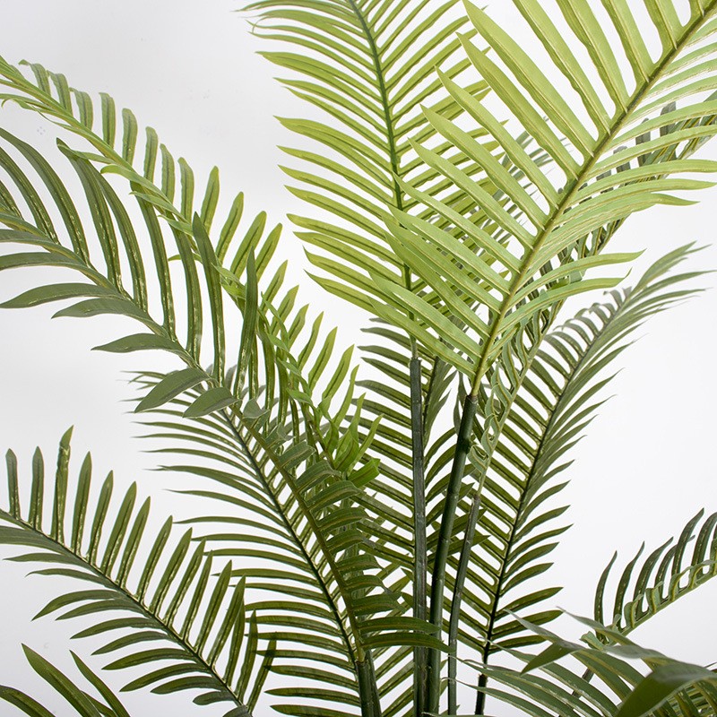 Cây dừa cảnh trang trí