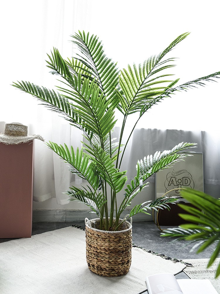 Cây dừa cảnh trang trí