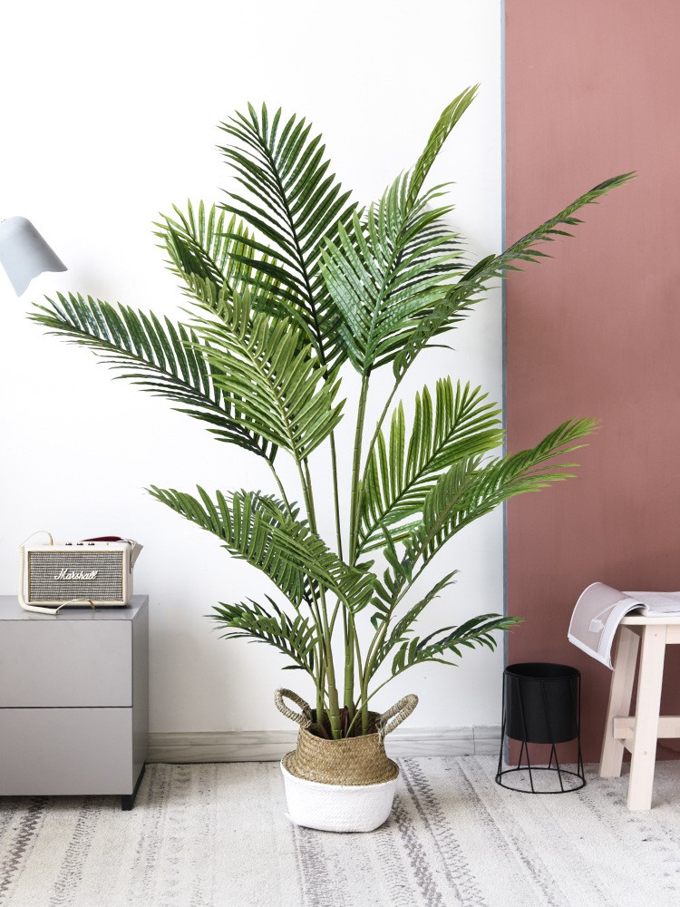 Cây dừa cảnh trang trí