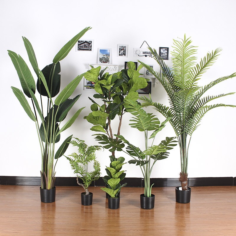 Cây dừa cảnh trang trí