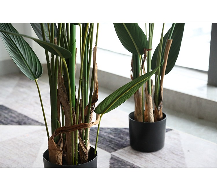 Cây chuối mỏ két