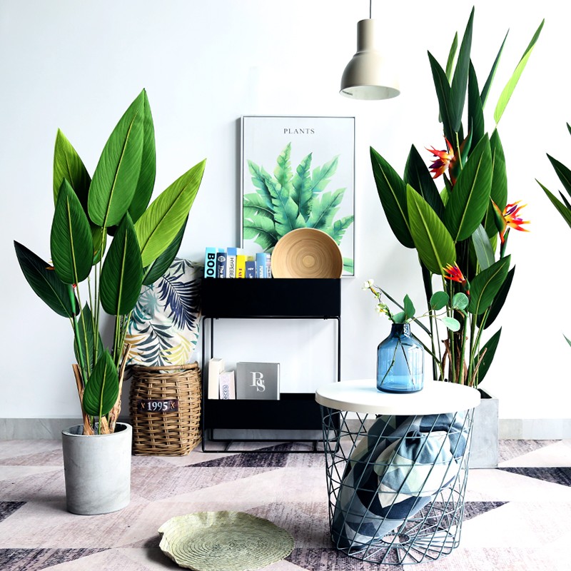 Cây chuối mỏ két