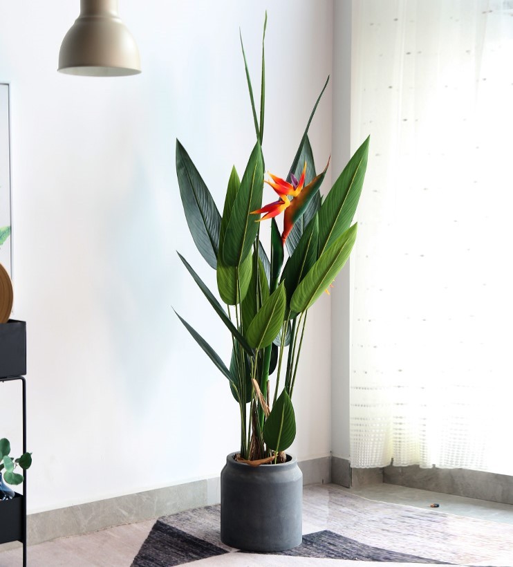 Cây chuối mỏ két