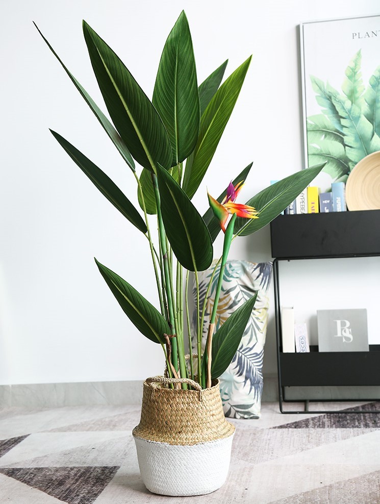 Cây chuối mỏ két