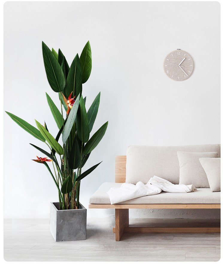 Cây chuối mỏ két