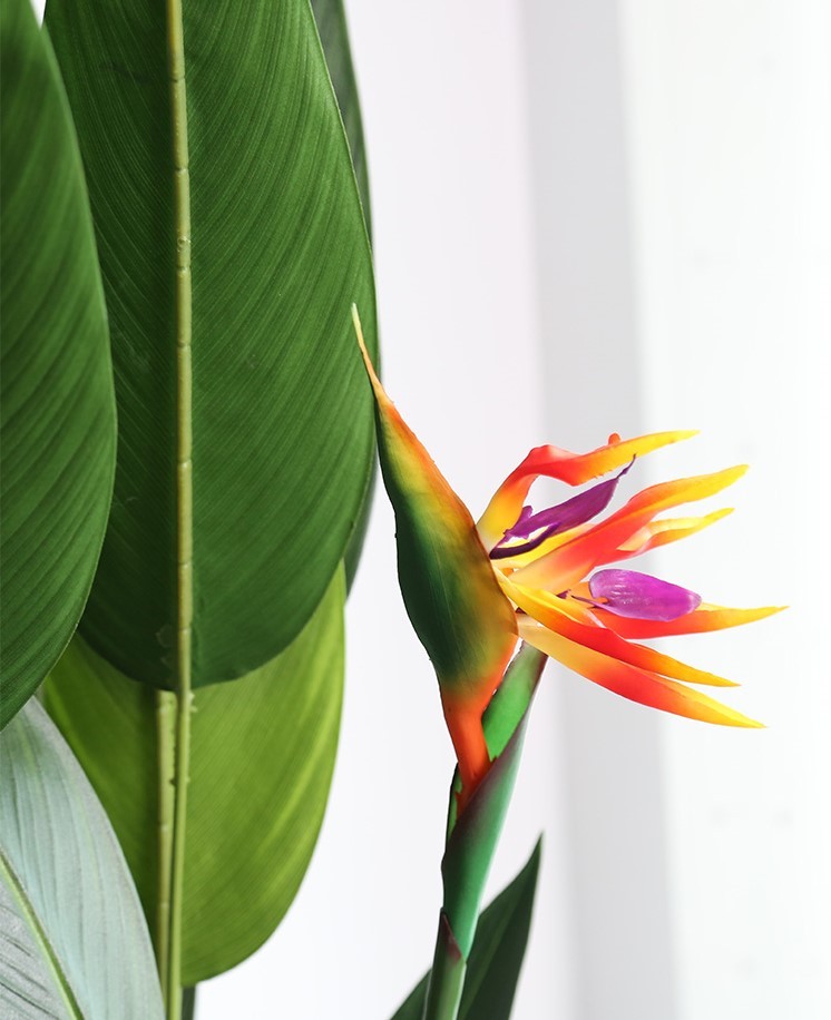 Cây chuối mỏ két