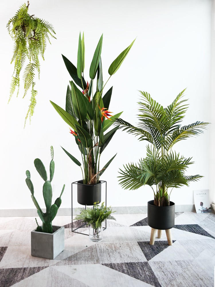 Cây chuối mỏ két