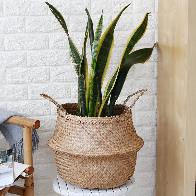 Giỏ cói trồng cây