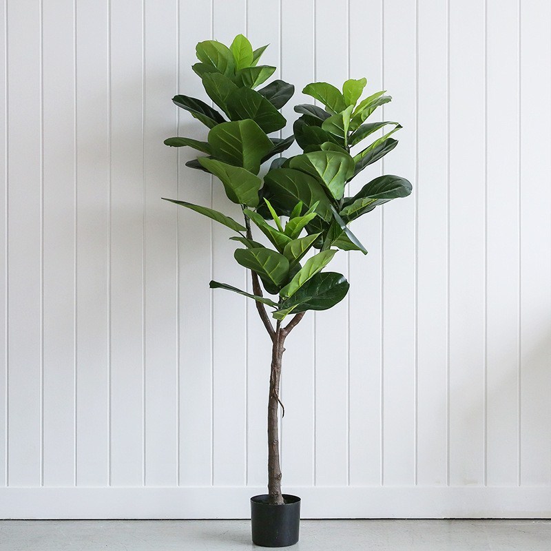 Cây bàng Singapore thân gỗ