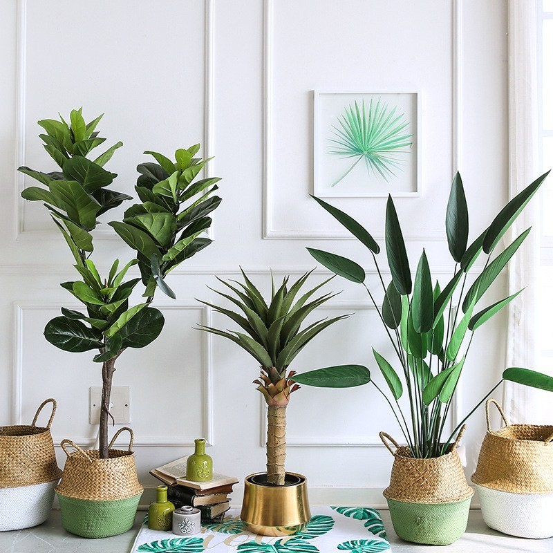 Cây bàng Singapore thân gỗ