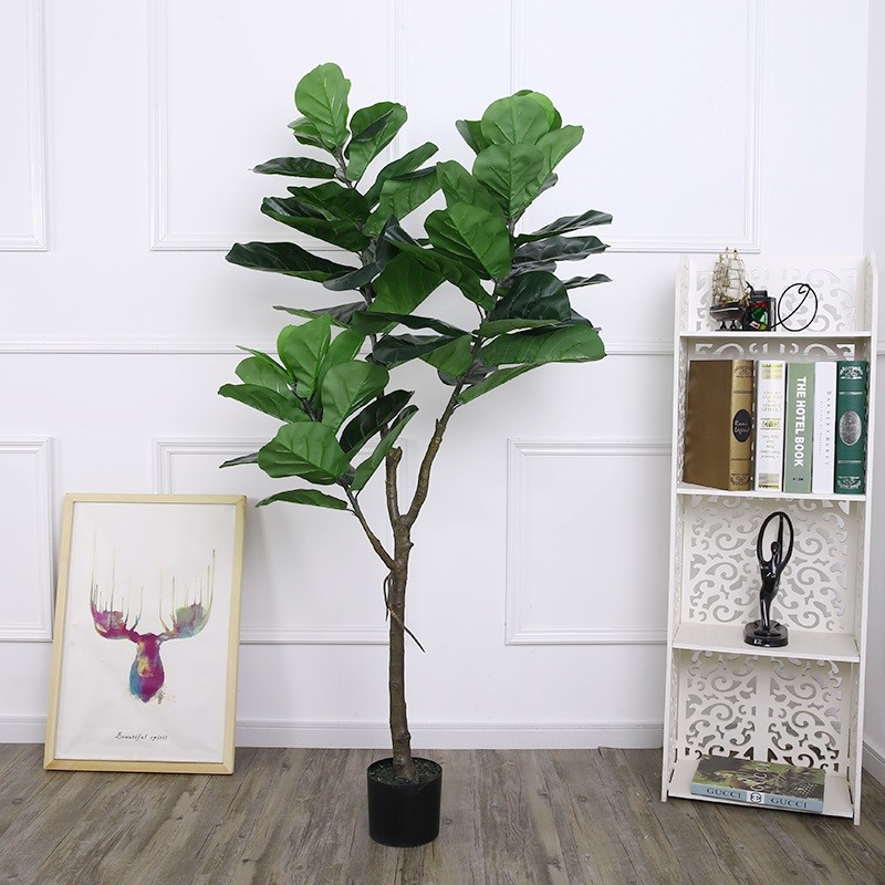 Cây bàng Singapore thân gỗ