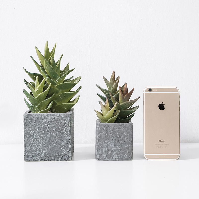 Chậu lô hội mini để bàn