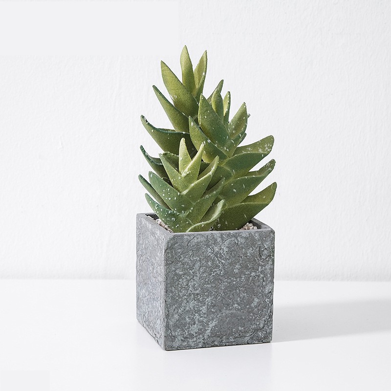 Chậu lô hội mini để bàn