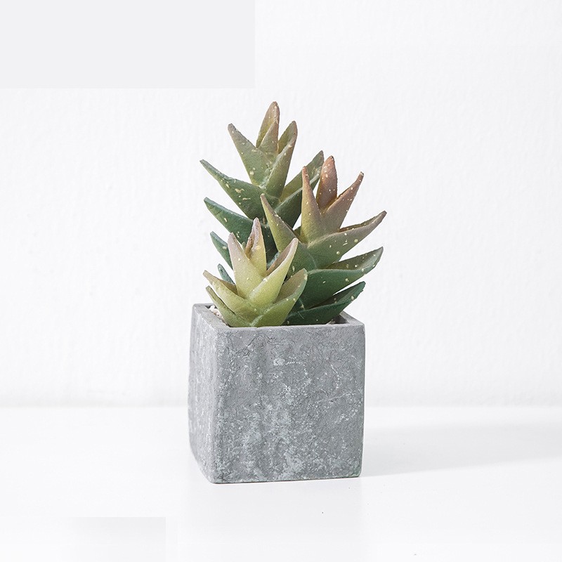 Chậu lô hội mini để bàn