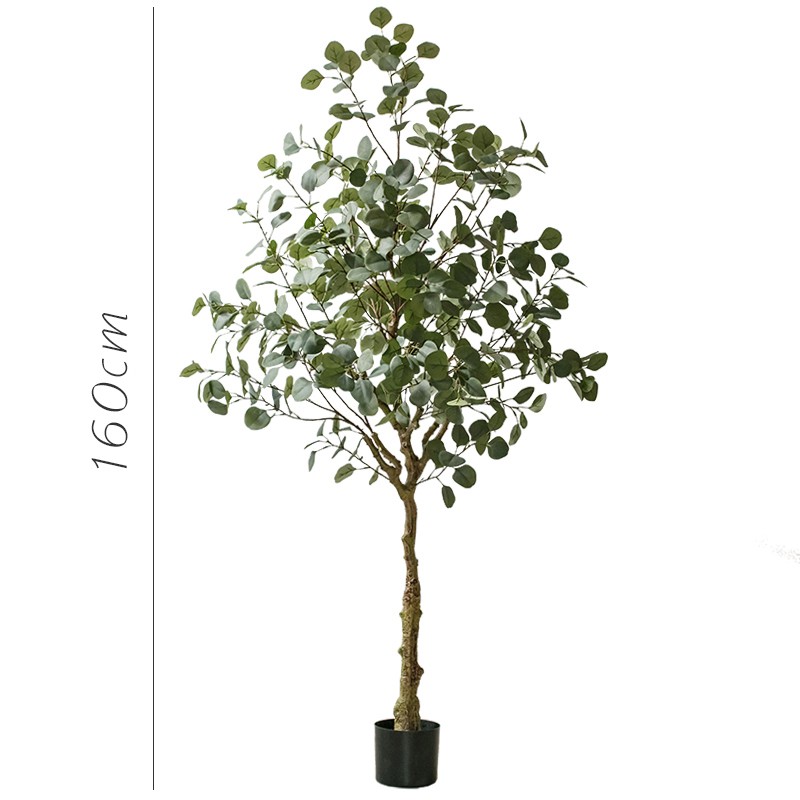 Cây bạch đàn lá tròn