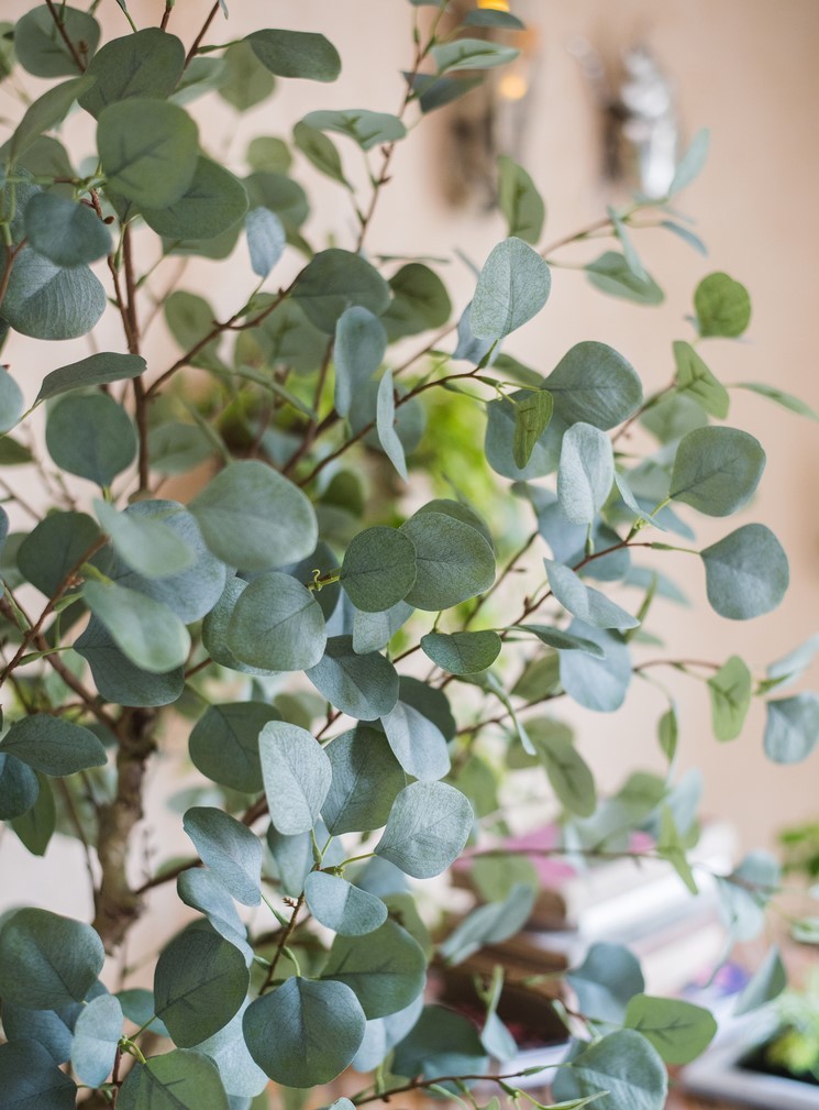 Cây bạch đàn lá tròn