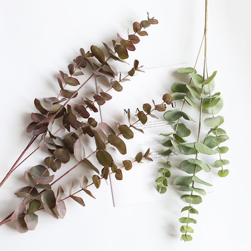 Lá bạch đàn giả