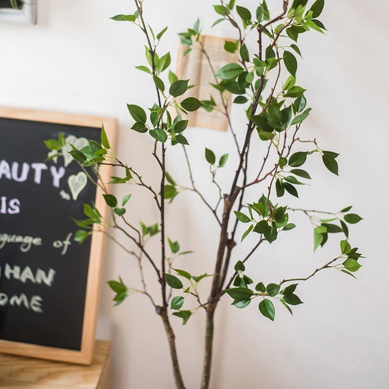 Cây khuynh diệp giả