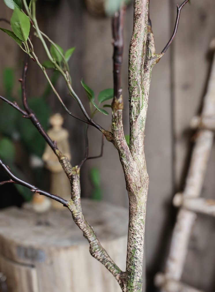 Cây khuynh diệp giả