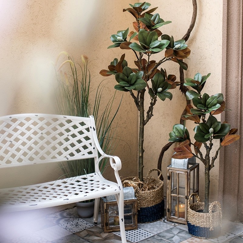 Cây đa búp đỏ giả